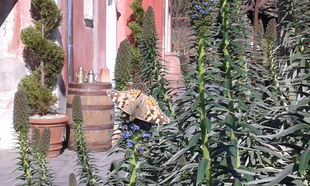Agriturismo Gocce Di Luna Celle Ligure Ngoại thất bức ảnh